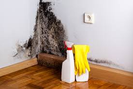 Best Basement Mold Removal  in Sheffield, IA